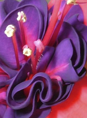 Fuchsia's Fuchsia's
