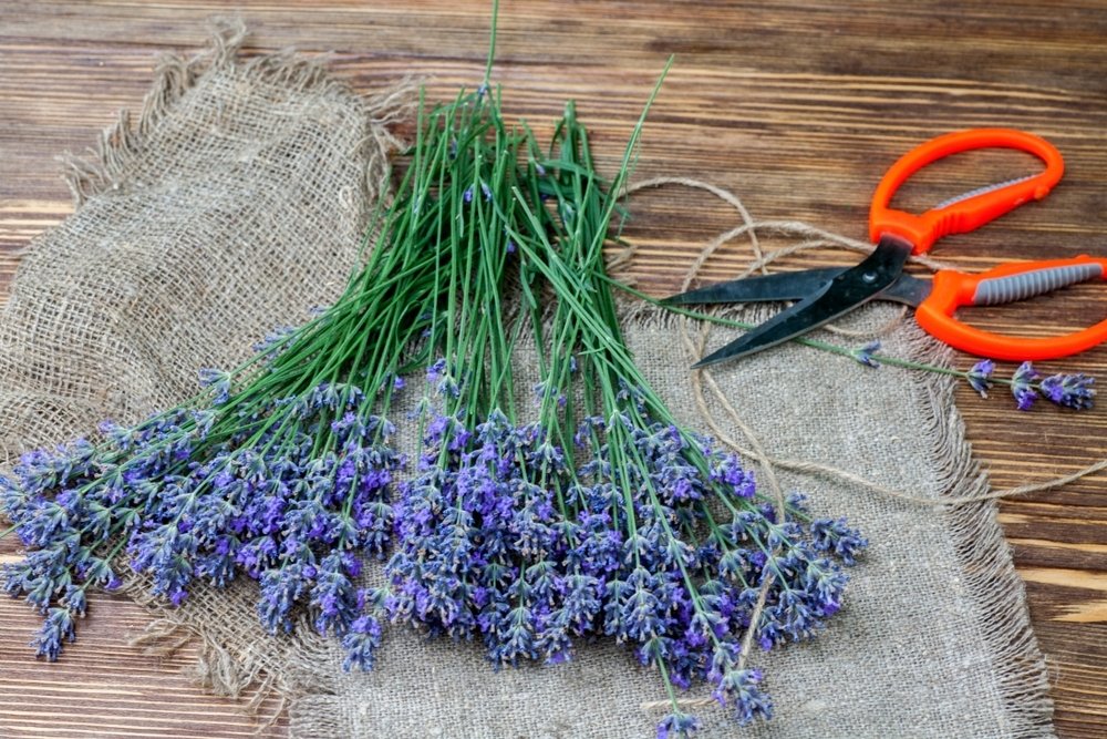 Gebruik lavendel in je huis en keuken! Gebruik lavendel in je huis en keuken!