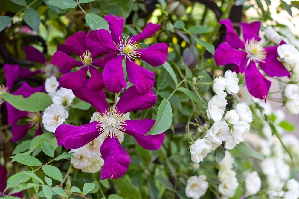 Gouden plantcombinatie: klimroos en clematis Gouden plantcombinatie: klimroos en clematis