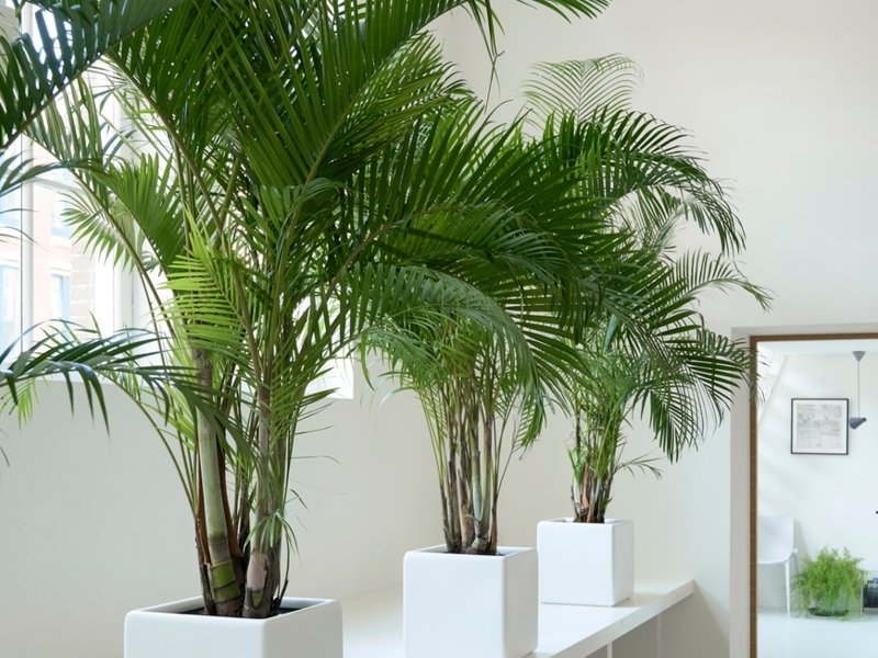 Goudpalm: Woonplant van de maand februari 2020 Goudpalm: Woonplant van de maand februari 2020