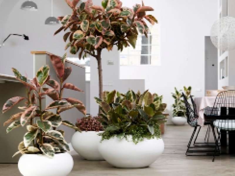 Grootbladige ficus, Woonplant van de maand september Grootbladige ficus, Woonplant van de maand september