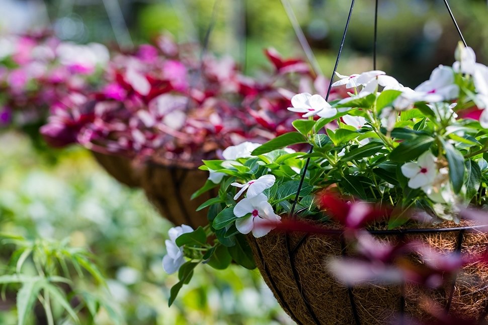 Hanging baskets en hangzakken Hanging baskets en hangzakken