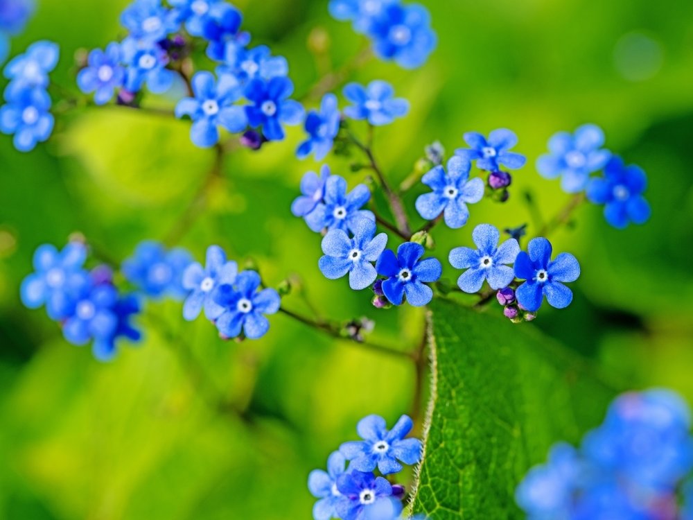 Hemel(vaart)sblauwe bloemen Hemel(vaart)sblauwe bloemen