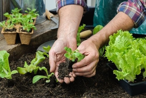 Het moestuinseizoen gaat weer van start Het moestuinseizoen gaat weer van start