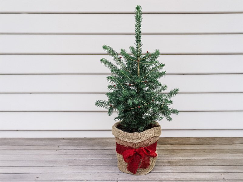 Hoe verzorg ik een kerstboom in pot, zodat hij later in de tuin kan worden geplant? Hoe verzorg ik een kerstboom in pot, zodat hij later in de tuin kan worden geplant?