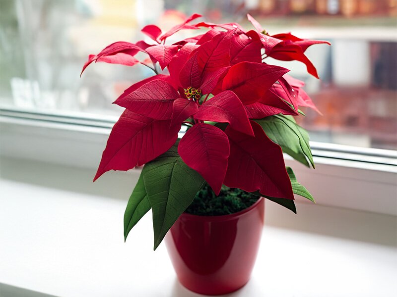 Hoe verzorg ik een kerstster (poinsettia) zodat hij lang mooi blijft?