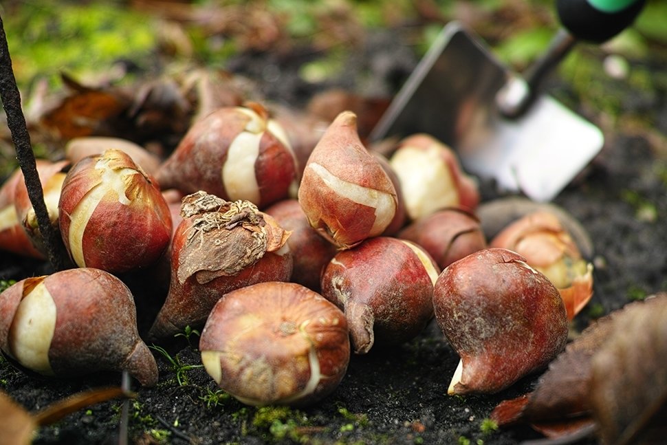 Kerstboom eruit, voorjaarsbollen erin! Kerstboom eruit, voorjaarsbollen erin!
