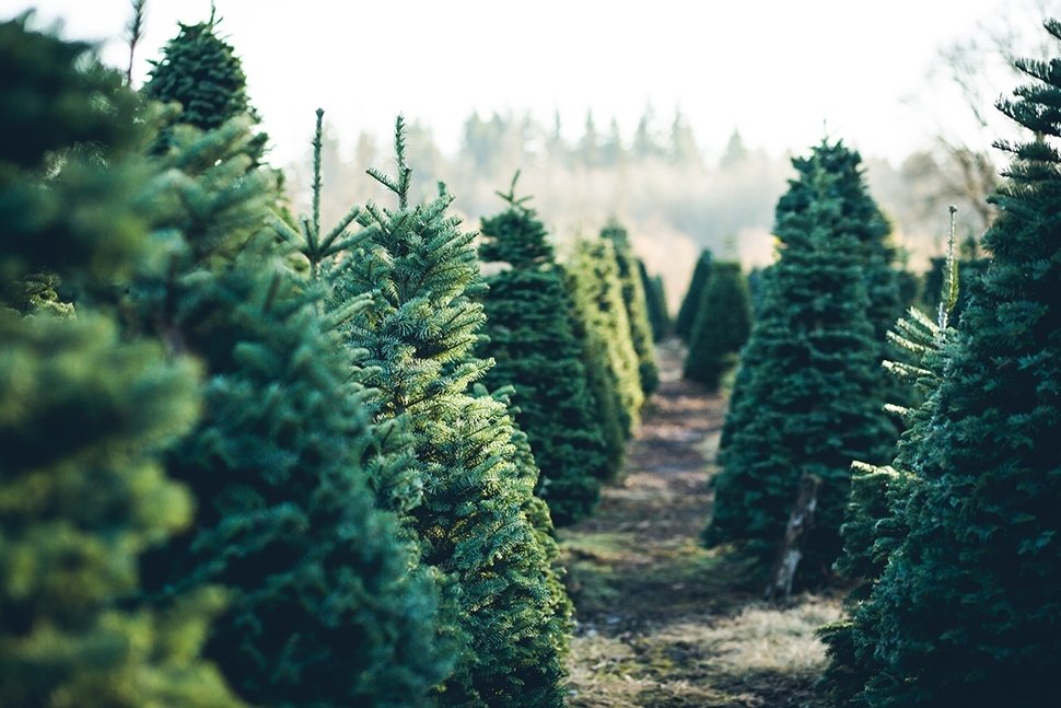 Kerstboom kiezen Kerstboom kiezen