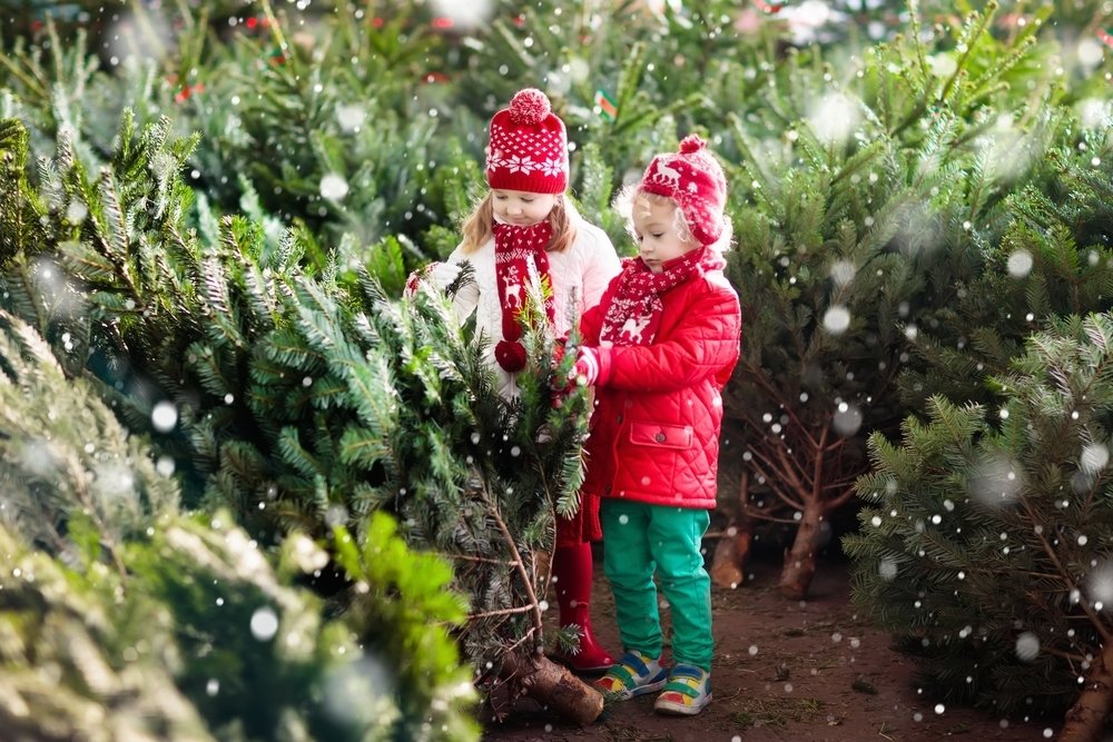 Kerstboomtips Kerstboomtips