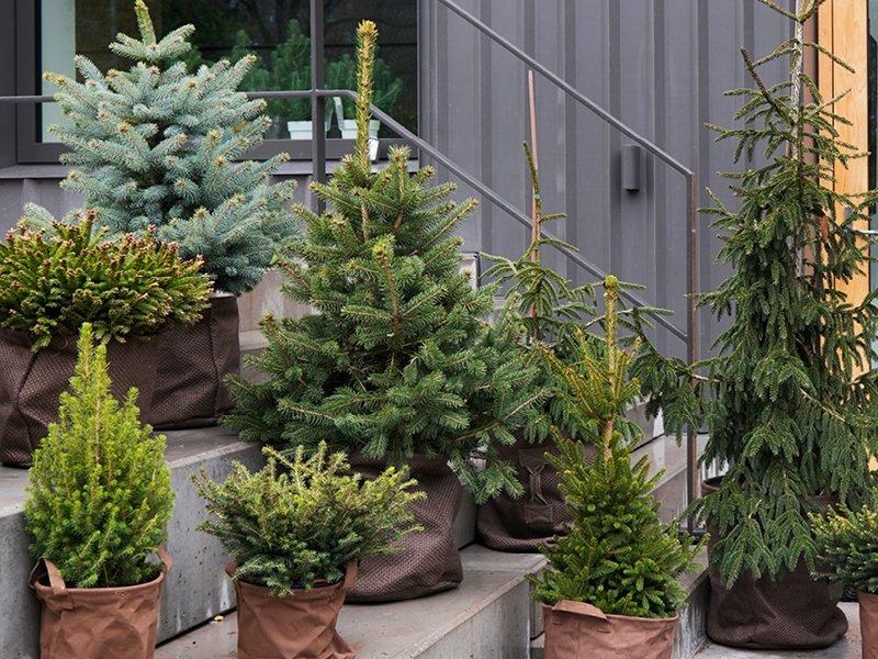 Kerstsparren: tuinplanten van de maand december 2019 Kerstsparren: tuinplanten van de maand december 2019