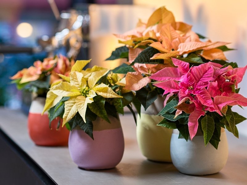 Kerstster: Woonplant van de maand december Kerstster: Woonplant van de maand december