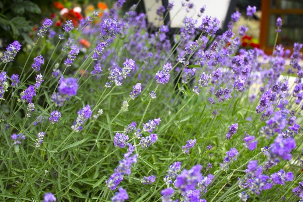 Lavendel: bloei, groei en snoei Lavendel: bloei, groei en snoei