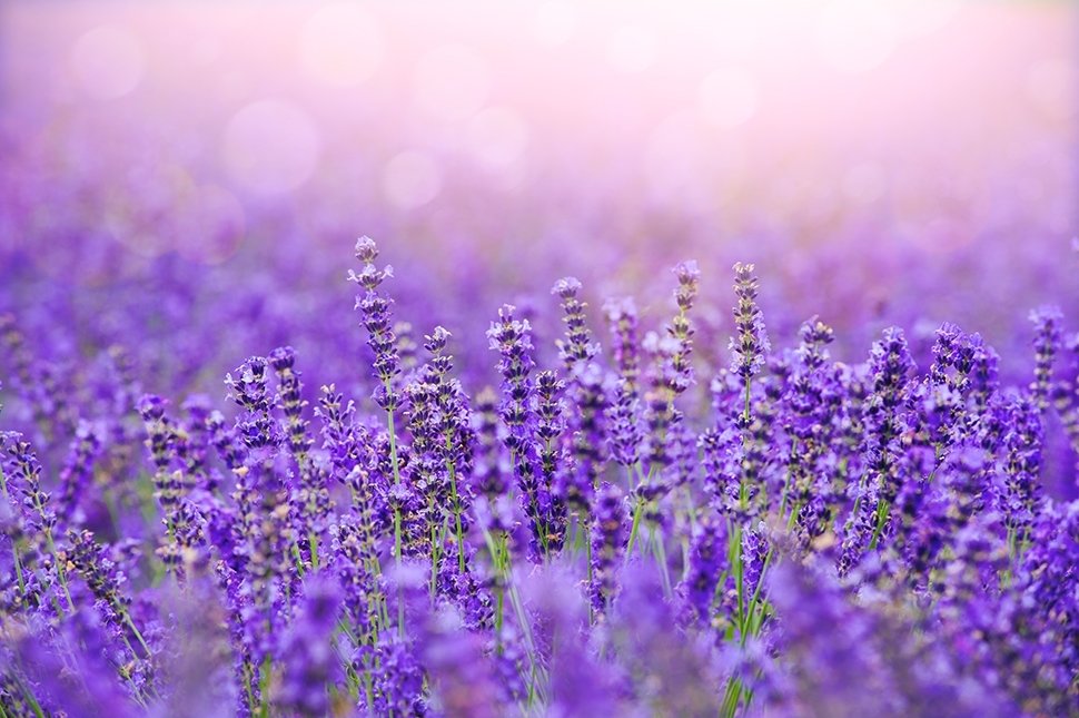 Lavendel: tuinplant van dit moment Lavendel: tuinplant van dit moment
