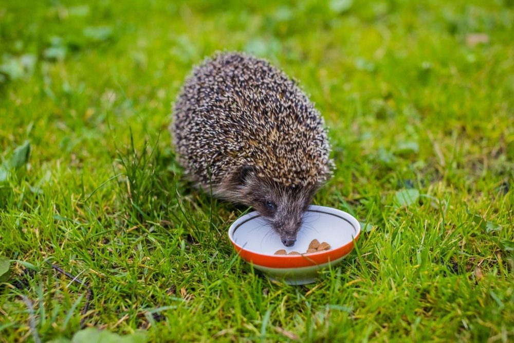 Maak de tuin egelvriendelijk Maak de tuin egelvriendelijk