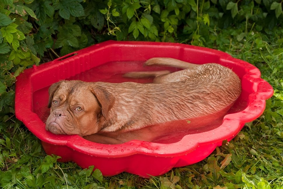 Maak de tuin hitte- en droogtebestendig Maak de tuin hitte- en droogtebestendig