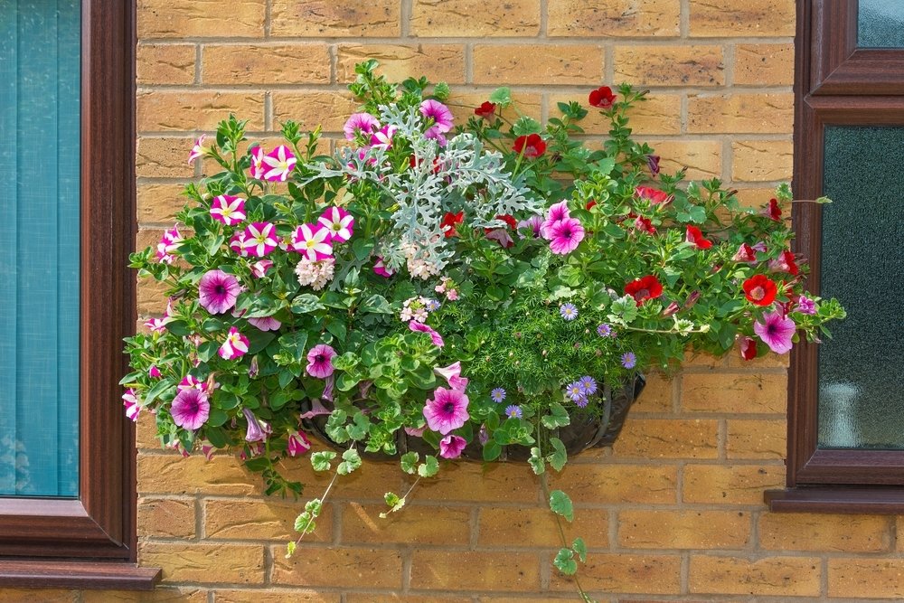 Maak een bloemrijke hanging basket Maak een bloemrijke hanging basket
