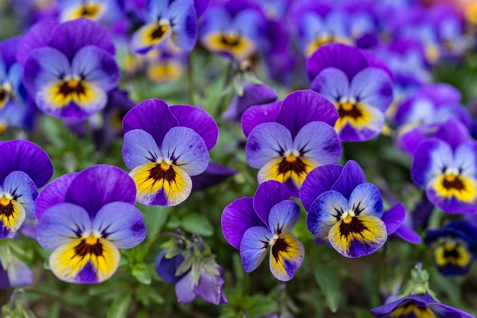 Maarts viooltje Maarts viooltje