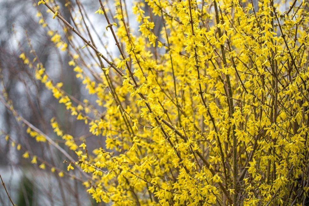 Meer wintergroen Meer wintergroen