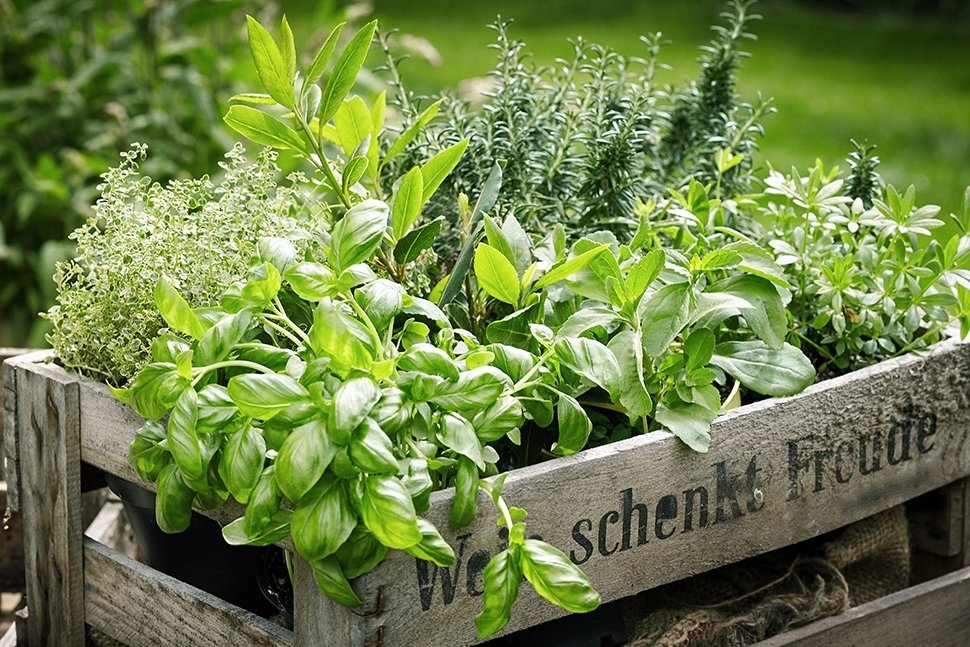 Moestuinieren in mei en juni Moestuinieren in mei en juni
