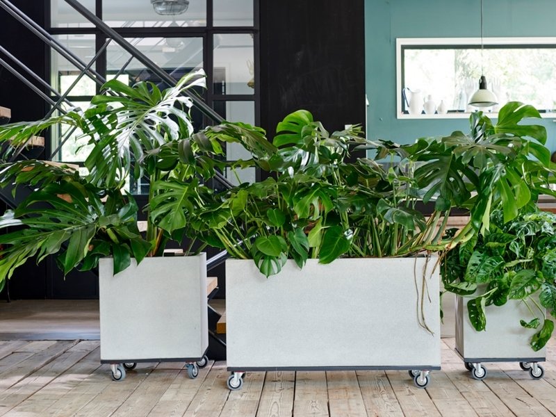Monstera: Woonplant van de maand juli Monstera: Woonplant van de maand juli