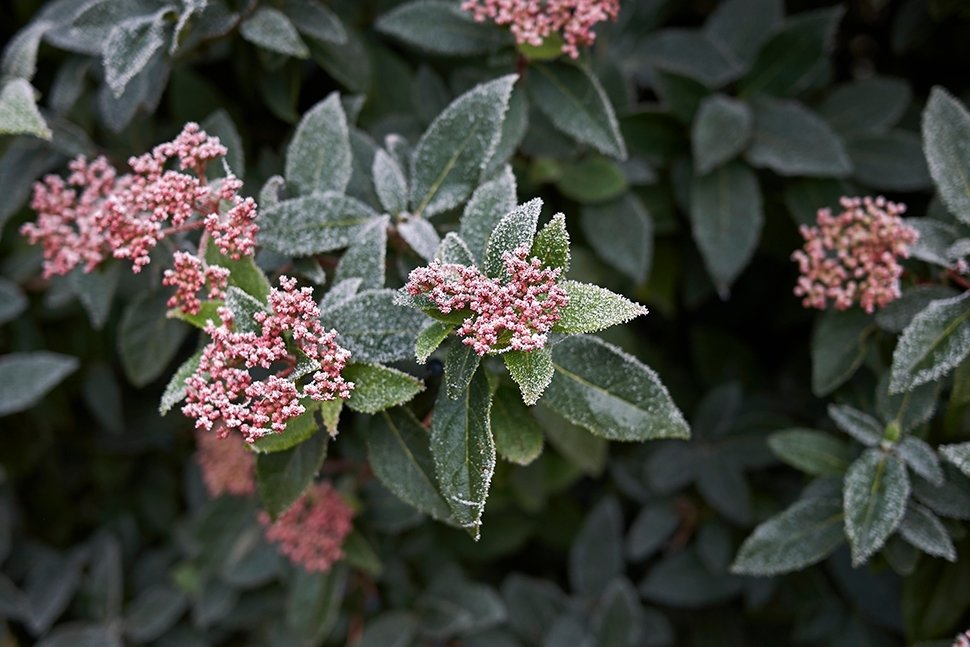 Nu doen: meer wintergroen! Nu doen: meer wintergroen!