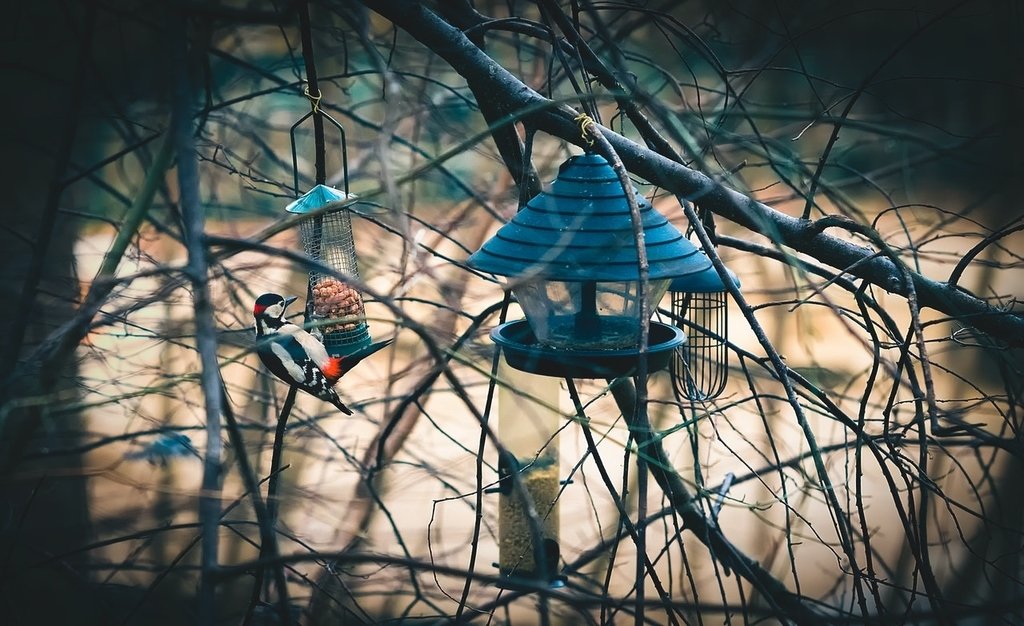 Nu doen: voer de vogels! Nu doen: voer de vogels!