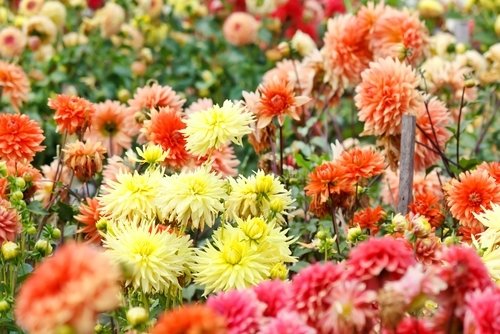 Nu doen: zomerbollen planten Nu doen: zomerbollen planten