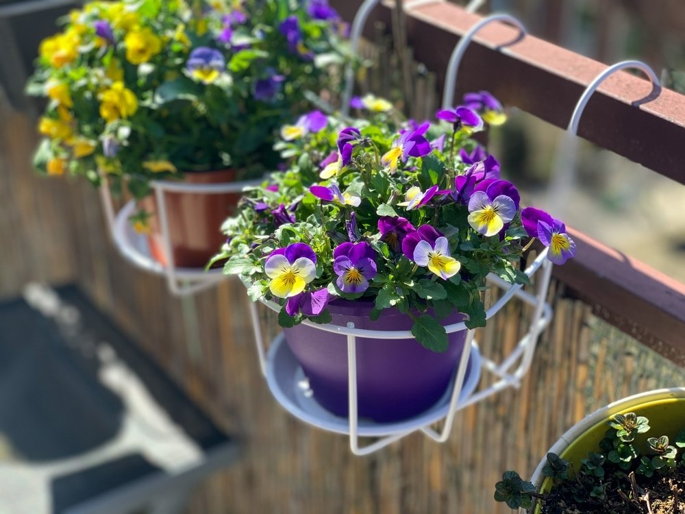 Ode aan violen: de vrolijke noot voor tuin, terras en balkon Ode aan violen: de vrolijke noot voor tuin, terras en balkon