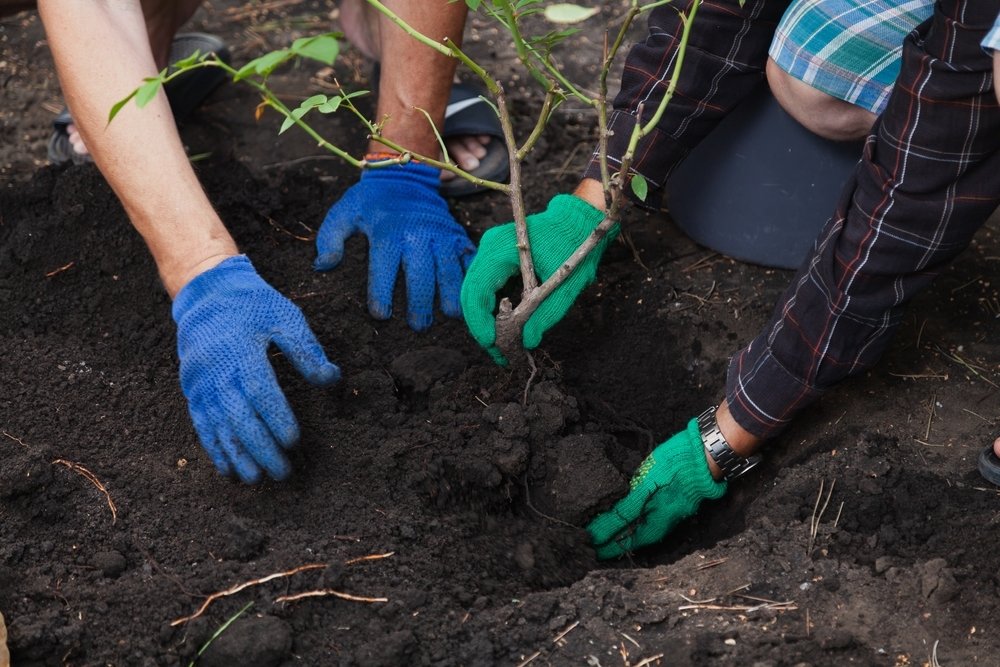 Oktober rozenmaand: planten, snoeien en beschermen Oktober rozenmaand: planten, snoeien en beschermen