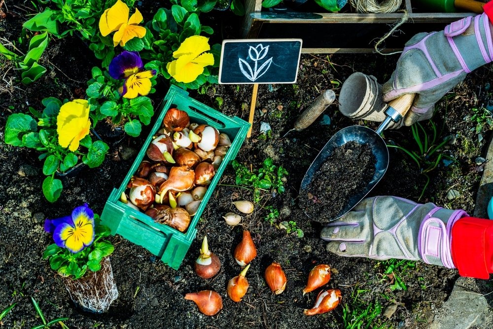 Opfriscursus voorjaarsbollen planten Opfriscursus voorjaarsbollen planten