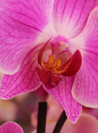 Orchideeën Orchideeën