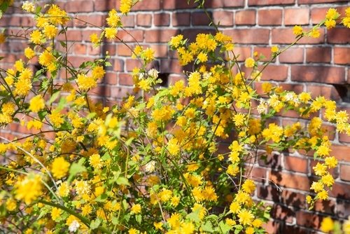 Paasgele bloemen voor binnen en buiten Paasgele bloemen voor binnen en buiten