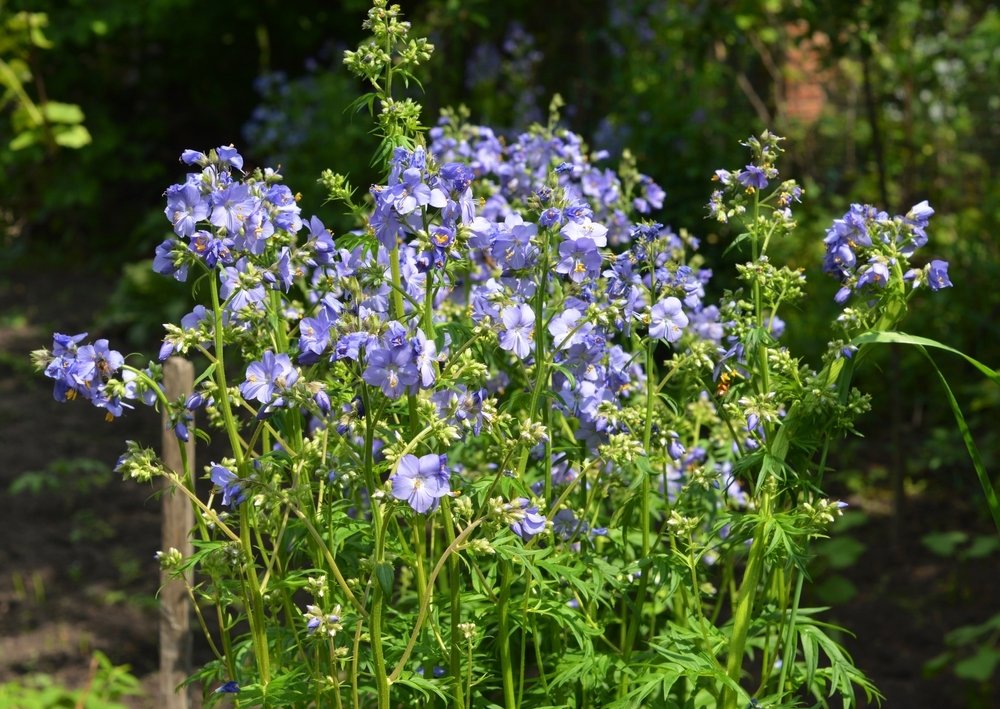 Planten, bloemen en tuintips voor Hemelvaartsdag Planten, bloemen en tuintips voor Hemelvaartsdag