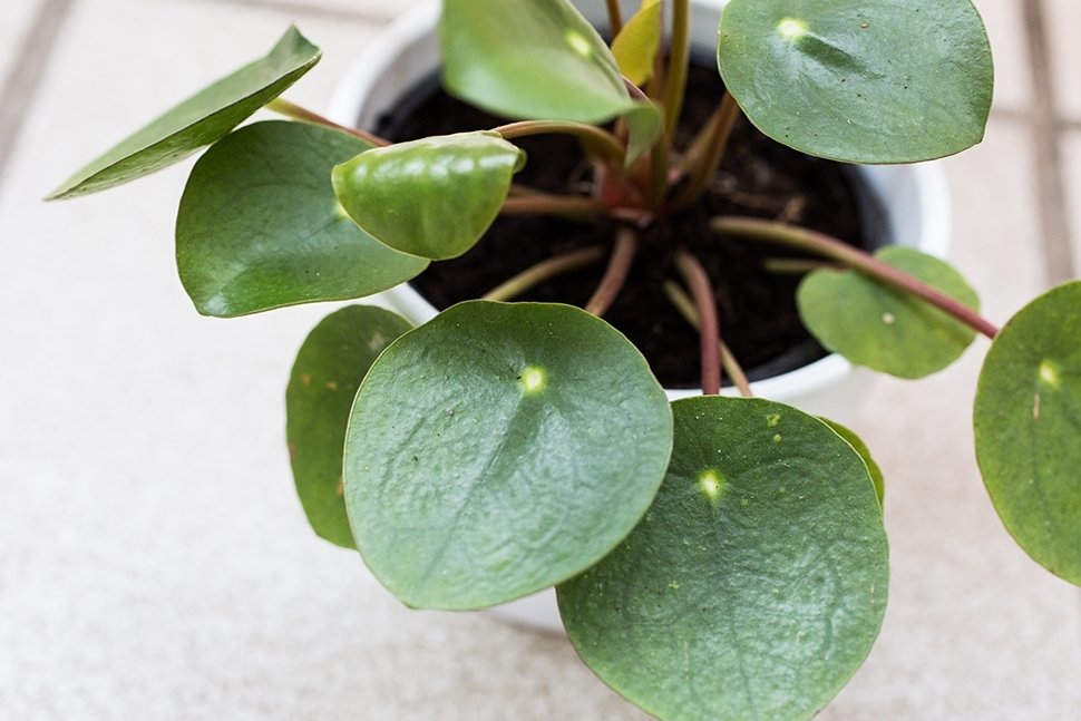 Planten die geluk brengen op ongelukkige dagen Planten die geluk brengen op ongelukkige dagen