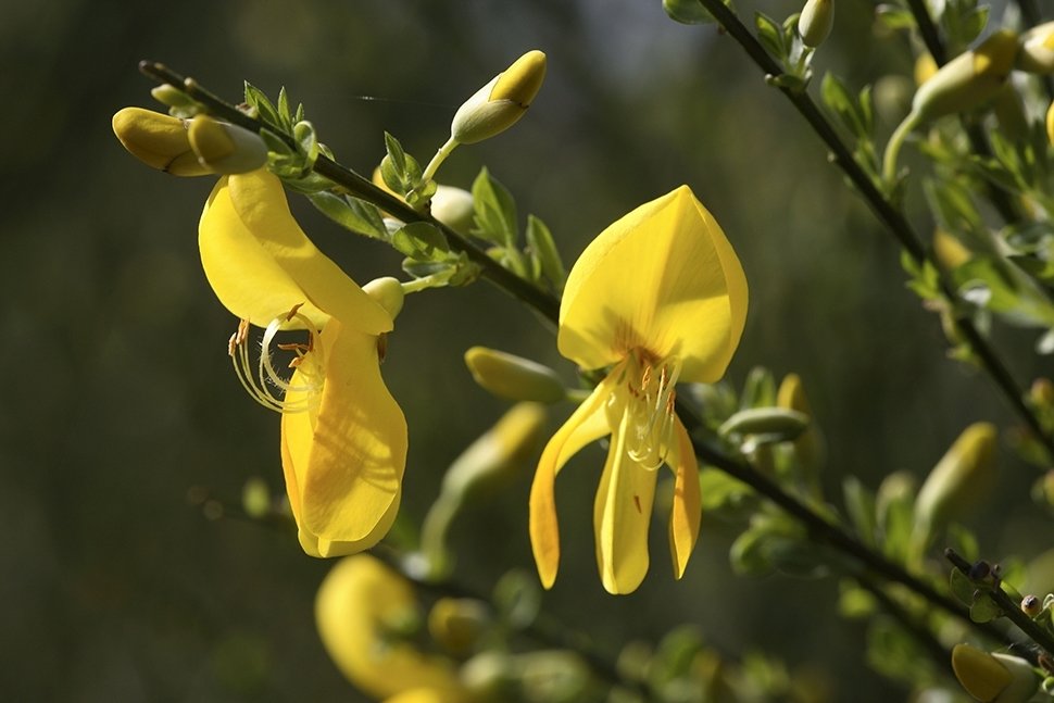Planten en struiken voor de kusttuin Planten en struiken voor de kusttuin