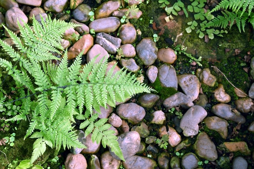 Planten voor natte plekken Planten voor natte plekken
