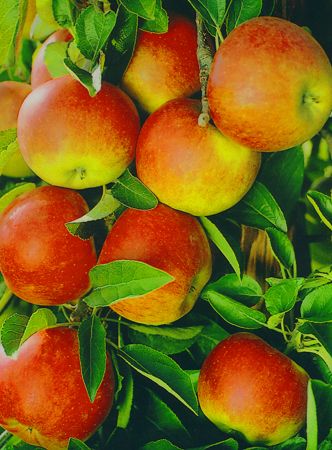 Populaire fruitbomen Populaire fruitbomen
