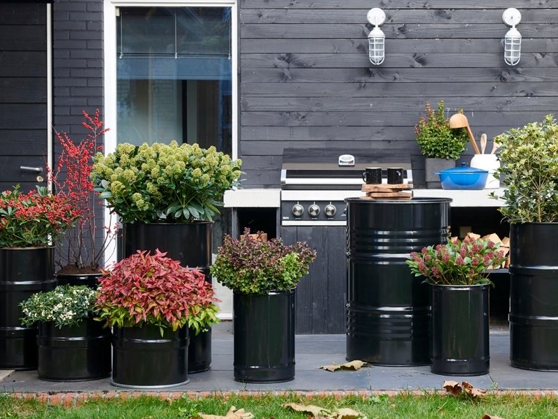 Rode tuinplanten: tuinplanten van de maand november 2019 Rode tuinplanten: tuinplanten van de maand november 2019