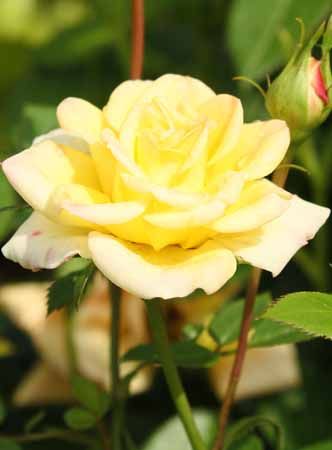 Rozen Rozen