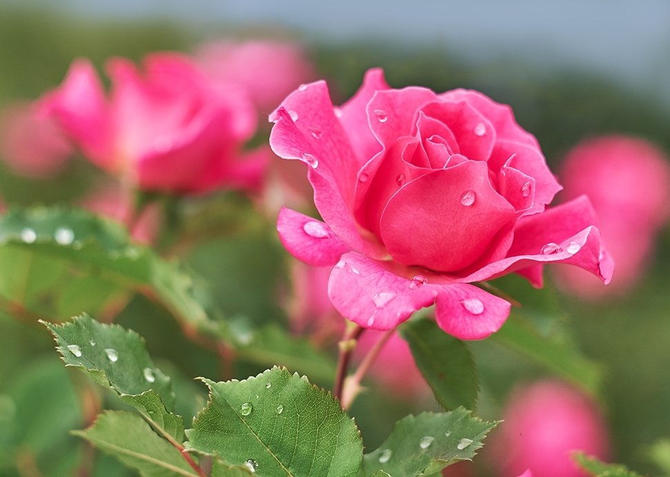 Rozen en pioenrozen kiezen en verzorgen Rozen en pioenrozen kiezen en verzorgen
