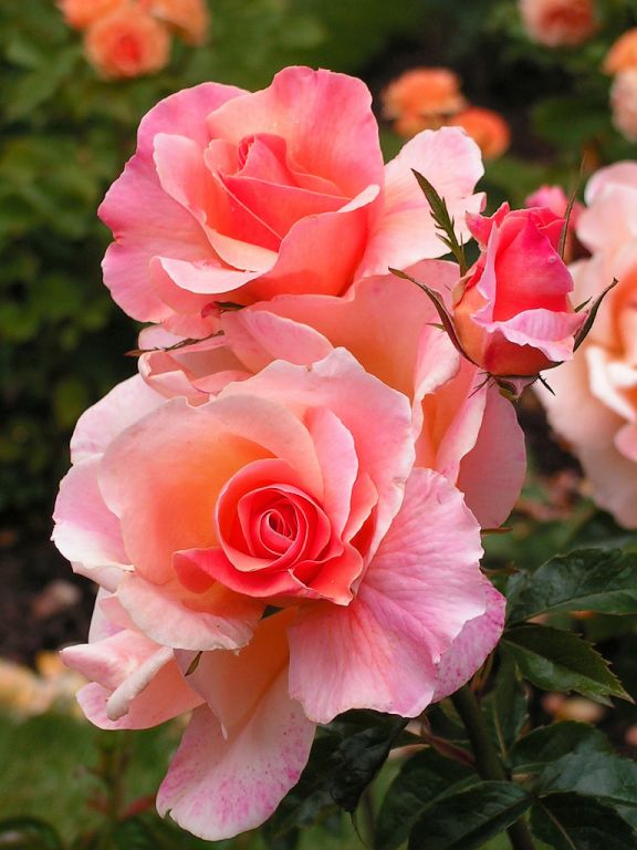 Rozen snoeien Rozen snoeien