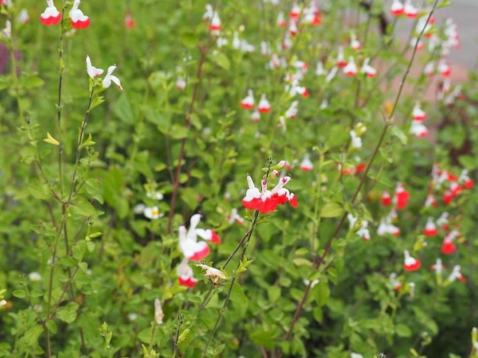 Salvia: tuinplant van het moment Salvia: tuinplant van het moment