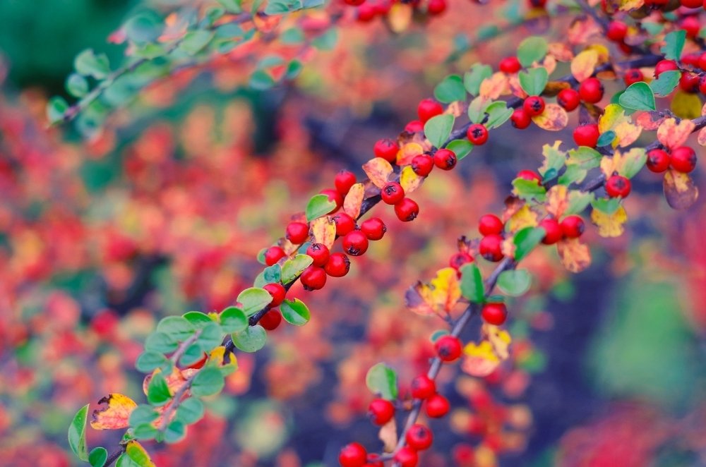 Struiken en kleine bomen die de herfst kleuren Struiken en kleine bomen die de herfst kleuren