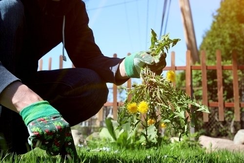 Tips voor verwijderen van onkruid Tips voor verwijderen van onkruid