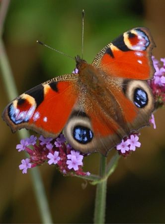 Nieuw Top 10 vlinderplanten - Tuincentrum Coppelmans YK-47