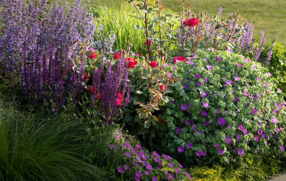 Top 5 langbloeiende tuinplanten Top 5 langbloeiende tuinplanten