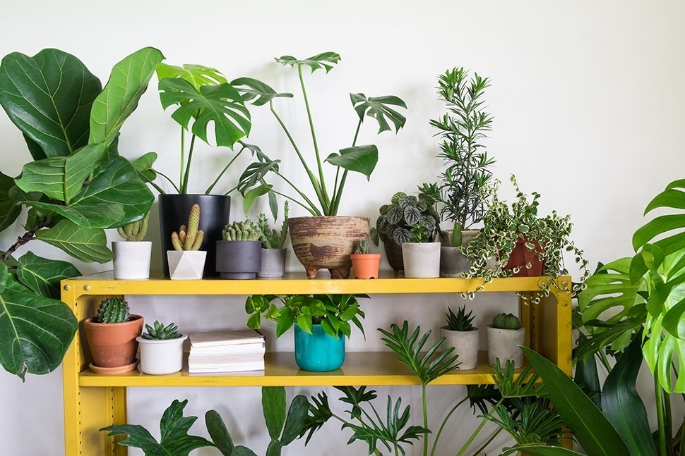 Top 7 trendy kamerplanten voor 2020 Top 7 trendy kamerplanten voor 2020