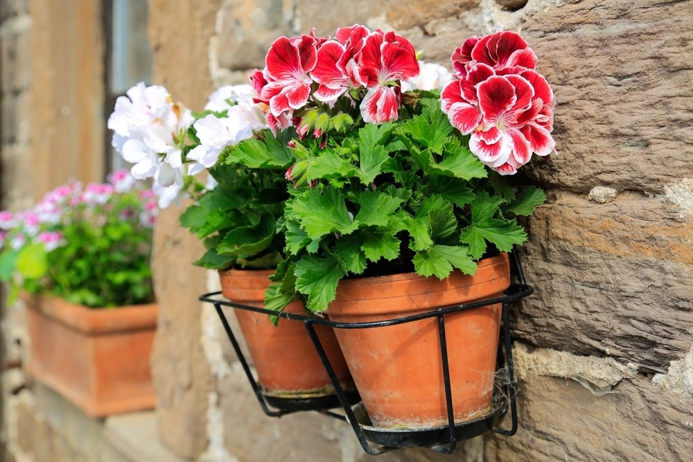 Top in pot, binnen én buiten: de Pelargonium! Top in pot, binnen én buiten: de Pelargonium!