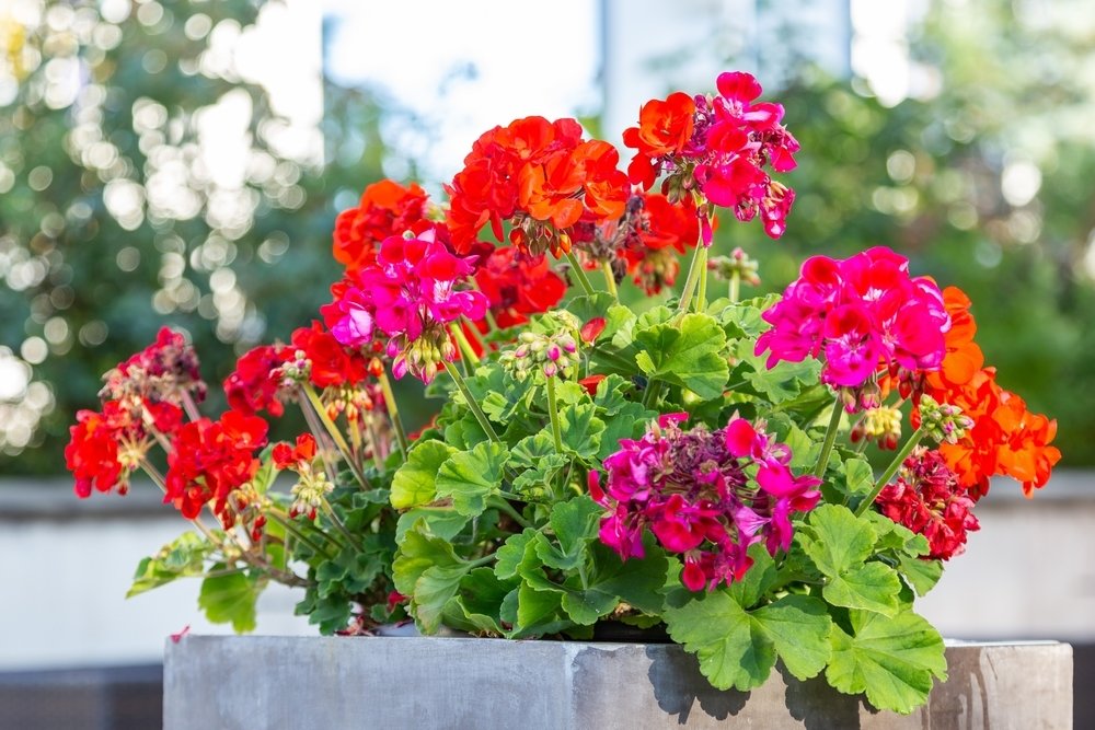 Top in pot: van Franse geranium tot citroengeranium Top in pot: van Franse geranium tot citroengeranium
