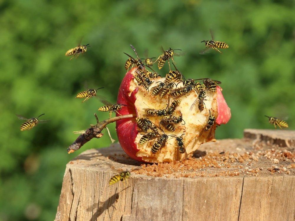 Toptips tegen muggen en wespen Toptips tegen muggen en wespen